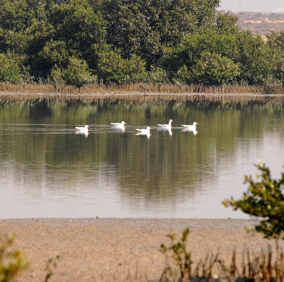 Al Zorah Nature Reserve